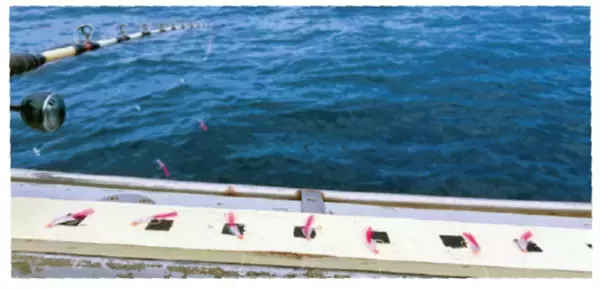 「サビキで手軽にキンメ釣り想像以上のサイズも魅力」の画像