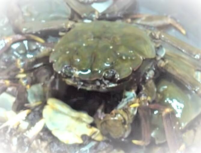 モクズガニを美味しく食べたい！ルールを守って捕獲しよう