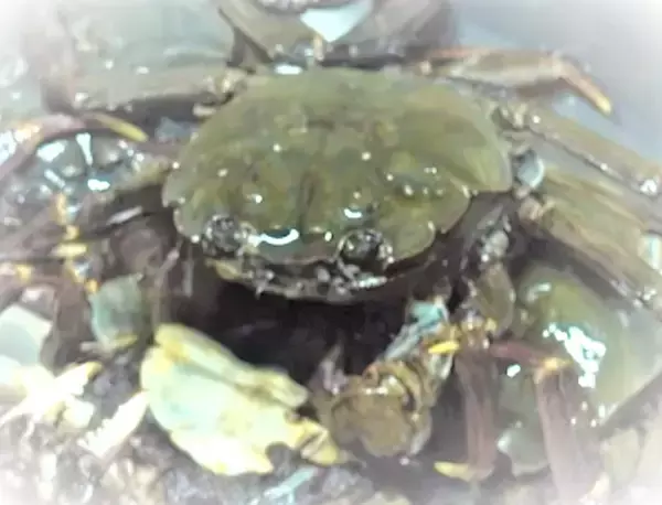 「モクズガニを美味しく食べたい！ルールを守って捕獲しよう」の画像