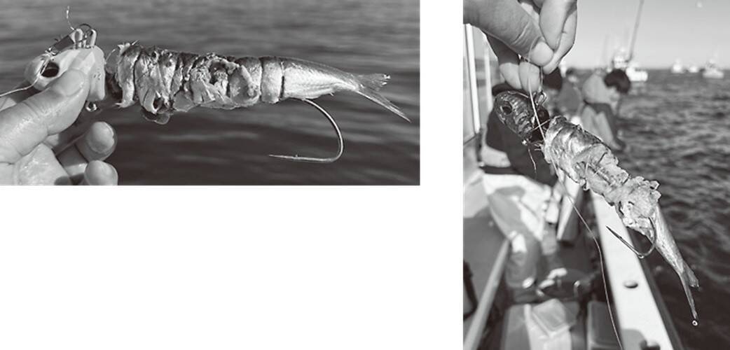 東京湾タチウオは初釣りがＸデー！？