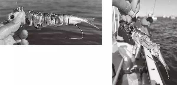 「東京湾タチウオは初釣りがＸデー！？」の画像