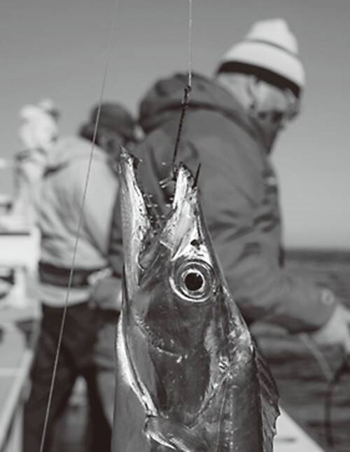 東京湾タチウオは初釣りがＸデー！？