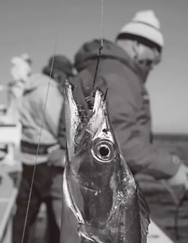「東京湾タチウオは初釣りがＸデー！？」の画像
