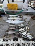 「【釣果速報】和歌山県美友丸で78cmメジロを筆頭に青物が釣れまくり！この好調ぶりを自分の目と手で確かめよう！」の画像1