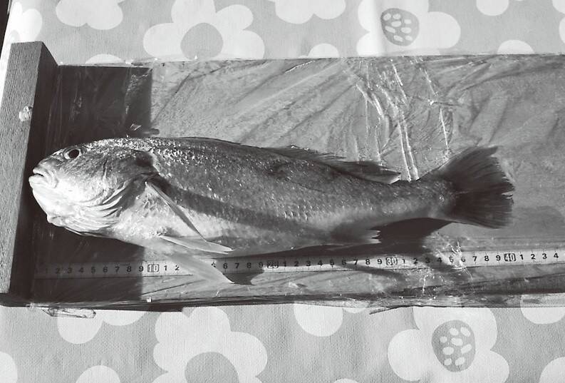 大型1尾で目指せ入賞　イシモチ大会に参戦