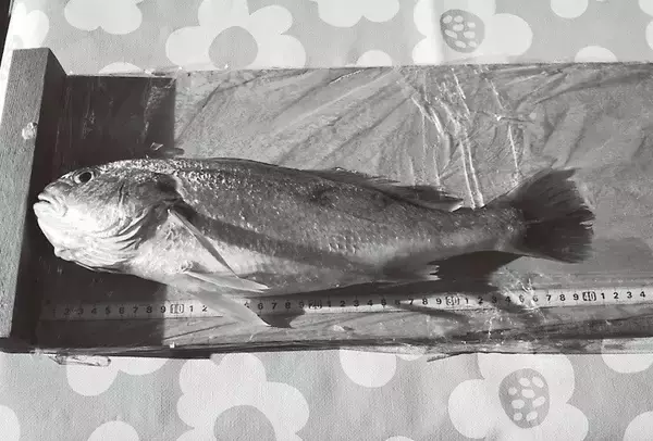 「大型1尾で目指せ入賞　イシモチ大会に参戦」の画像