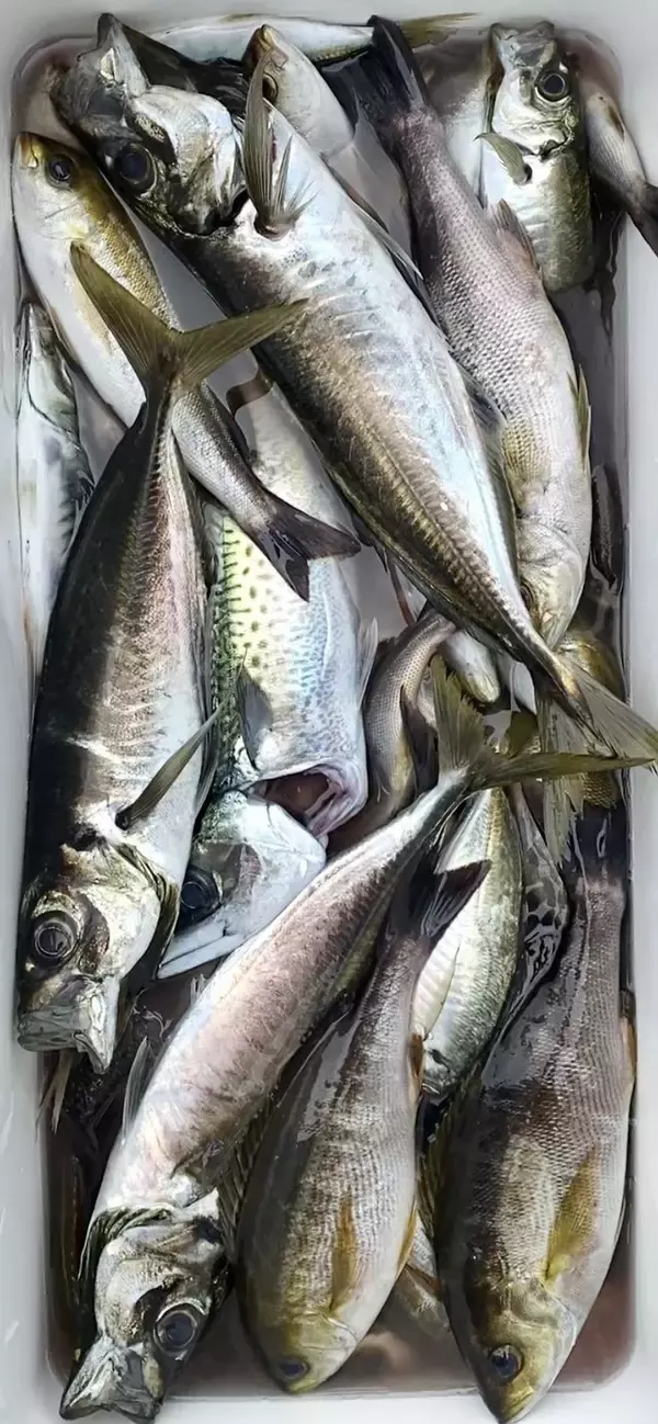 【釣果速報】神奈川県志平丸で多彩な魚種が豊漁！イサキトップは40匹！人気魚種を一気にゲットしよう！