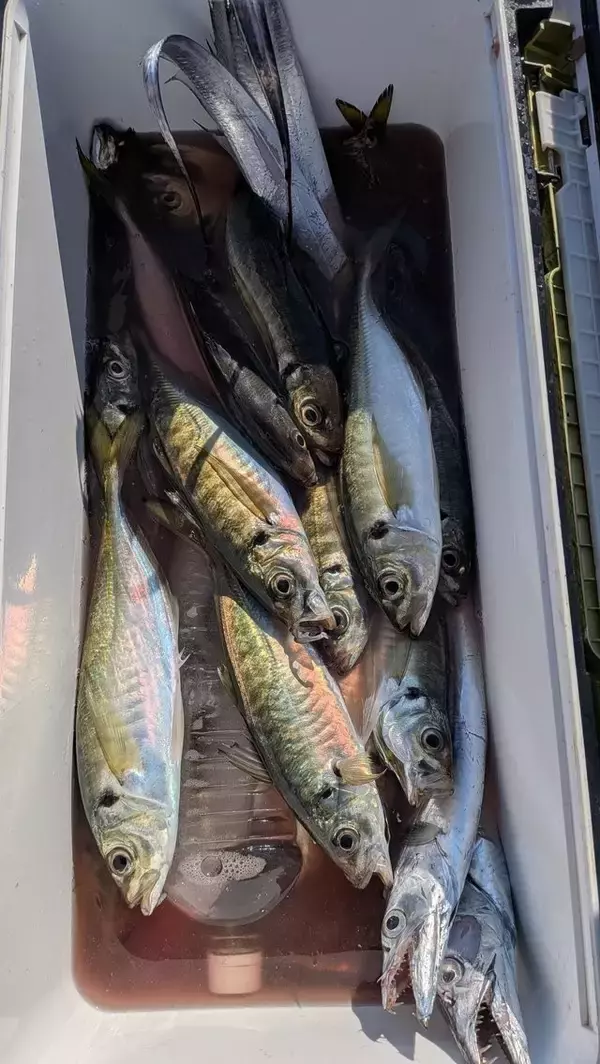 【釣果速報】千葉県フィッシュオン大勝でアジ・タチウオ・クロダイ・サバと人気魚種続々ゲット！いろいろな魚との出会いを楽しみたい人は即予約を！