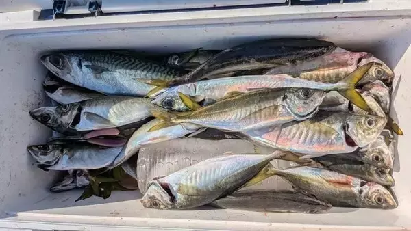 「【釣果速報】千葉県フィッシュオン大勝でアジ・タチウオ・クロダイ・サバと人気魚種続々ゲット！いろいろな魚との出会いを楽しみたい人は即予約を！」の画像