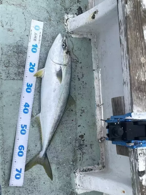 【釣果速報】福井県三光丸で最大75㎝のメジロGET！青物好調！この勢いに今すぐ乗ろう！