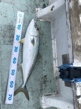 【釣果速報】福井県三光丸で最大75㎝のメジロGET！青物好調！この勢いに今すぐ乗ろう！