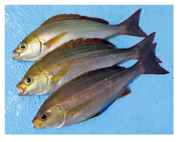 南房洲ノ崎に春の便り良型主体にイサキ開幕！