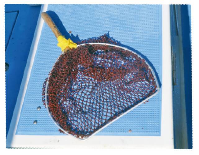 南房洲ノ崎に春の便り良型主体にイサキ開幕！