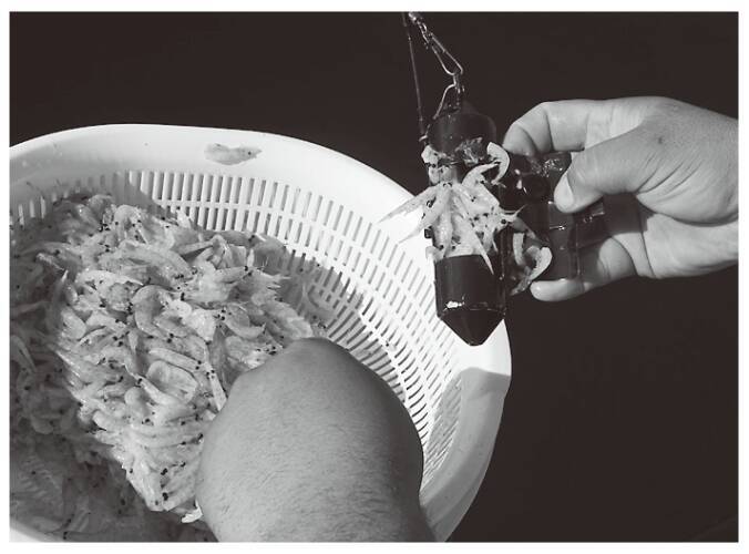 コマセマダイは明るい幕開け！全員安打で冬シーズン期待大