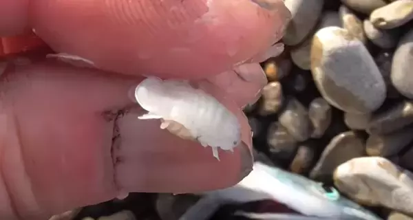 サヨリによくいる寄生虫「サヨリヤドリムシ」は食べても大丈夫？