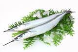 「サヨリによくいる寄生虫「サヨリヤドリムシ」は食べても大丈夫？」の画像2