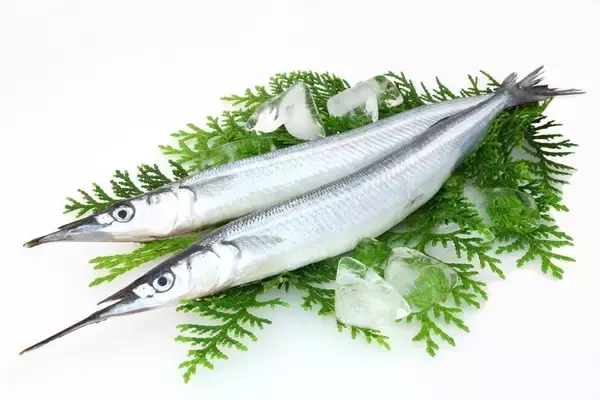 「サヨリによくいる寄生虫「サヨリヤドリムシ」は食べても大丈夫？」の画像