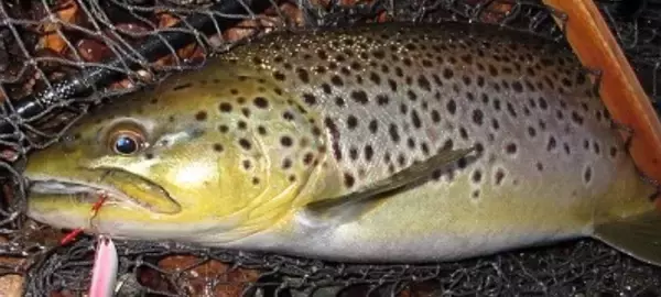 管理釣り場で大型トラウトを釣るにはどうすればいいの？