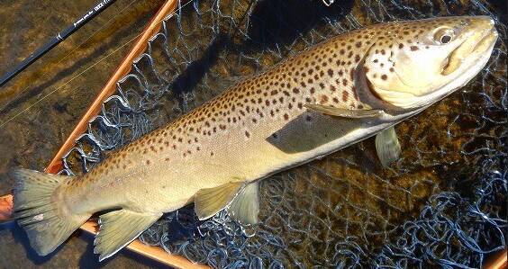 管理釣り場で大型トラウトを釣るにはどうすればいいの？