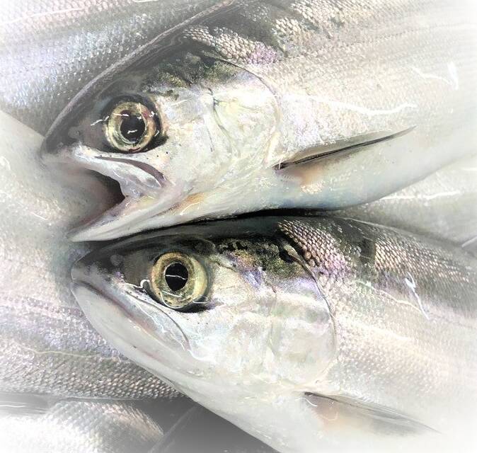 管理釣り場で大型トラウトを釣るにはどうすればいいの？