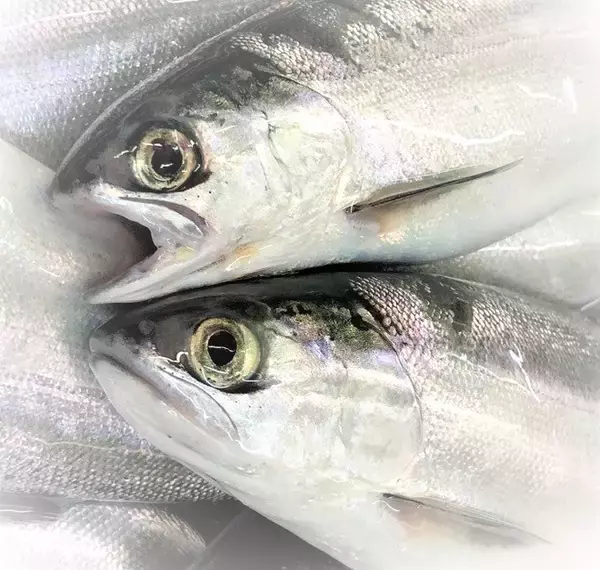 「管理釣り場で大型トラウトを釣るにはどうすればいいの？」の画像