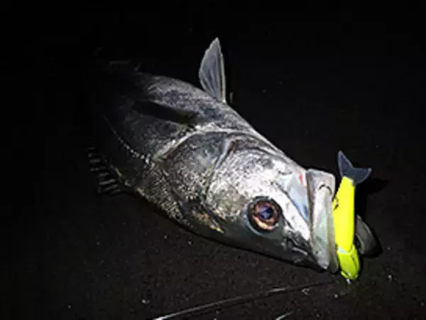 「冬シーバス攻略特集！12月のおすすめ釣り場＋ルアーを知りたい」の画像