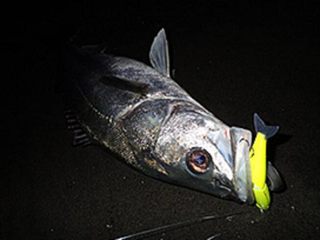 冬シーバス攻略特集！12月のおすすめ釣り場＋ルアーを知りたい