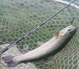 「【エリアトラウトスタンダードモデル】メソッドにマッチしたロッドが選べるシルバーナラゴシリーズ！」の画像1