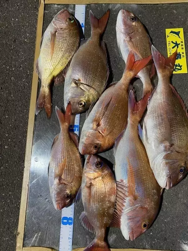 【釣果速報】茨城県大春丸で最大4.60kgのマダイを筆頭に大物炸裂！今後も右肩上がりに釣果が上向く見込み！このビッグウェーブ、乗るっきゃない！