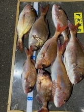 【釣果速報】茨城県大春丸で最大4.60kgのマダイを筆頭に大物炸裂！今後も右肩上がりに釣果が上向く見込み！このビッグウェーブ、乗るっきゃない！