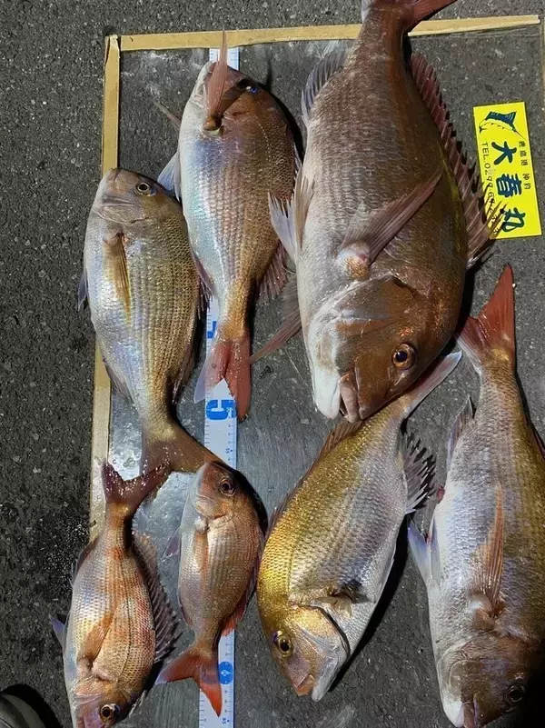 「【釣果速報】茨城県大春丸で最大4.60kgのマダイを筆頭に大物炸裂！今後も右肩上がりに釣果が上向く見込み！このビッグウェーブ、乗るっきゃない！」の画像