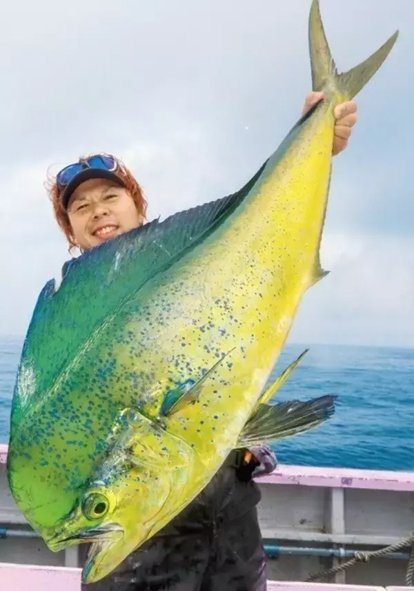 相模湾のルアーシイラ