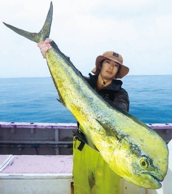 相模湾のルアーシイラ