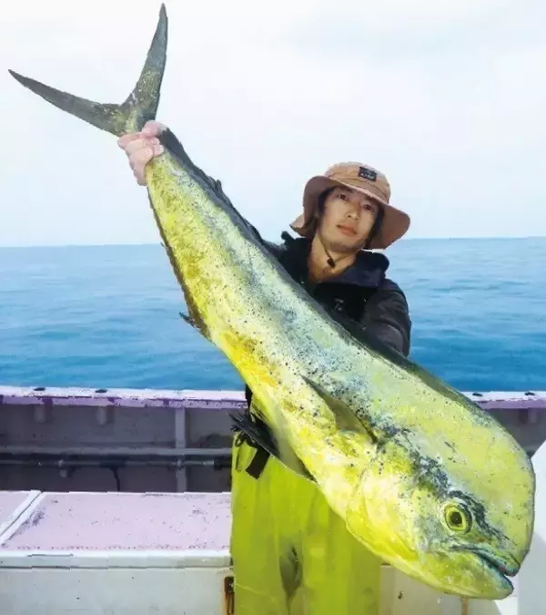 「相模湾のルアーシイラ」の画像