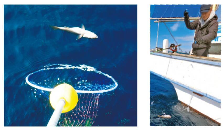 本命のクロムツは高位安定 ライト深海根魚五目