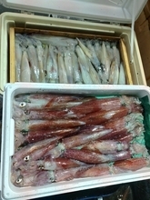 【釣果速報】福岡県昌富丸でMAX55cmの胴長ヤリイカ確保！ビッグサイズの高級イカを今こそ狙いに行こう！