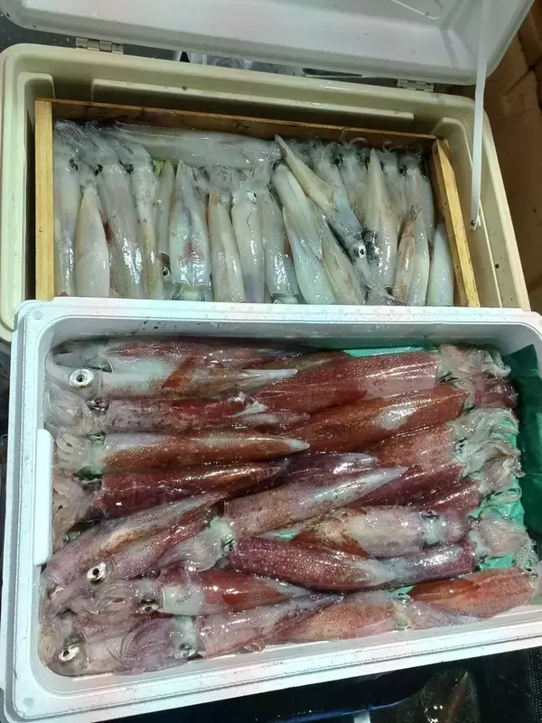 【釣果速報】福岡県昌富丸でMAX55cmの胴長ヤリイカ確保！ビッグサイズの高級イカを今こそ狙いに行こう！