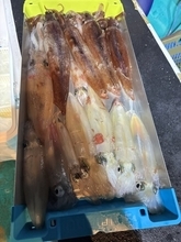 【釣果速報】和歌山県良栄丸でアカイカ好調！トップは13杯！今後の釣行も期待大！