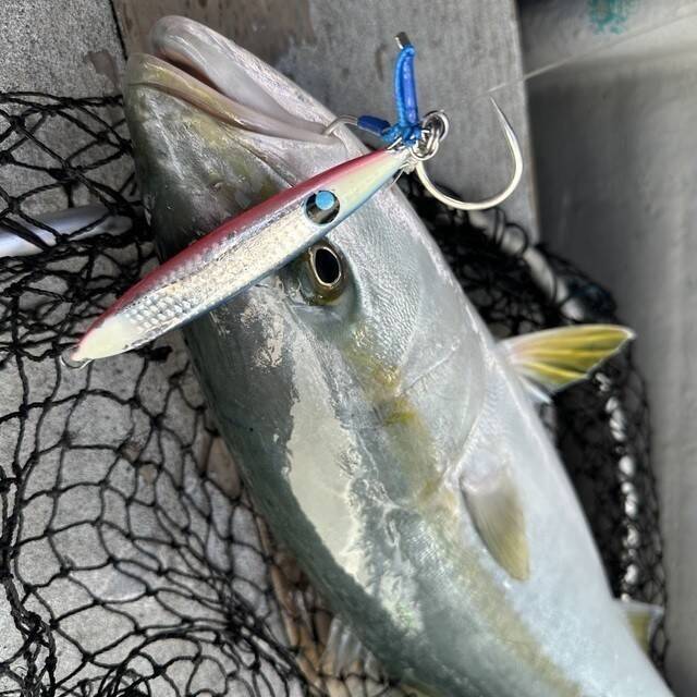 【釣果速報】和歌山県海虎でメジロGET！！最大75cm！青物との勝負を心ゆくまで楽しみませんか？
