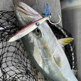 「【釣果速報】和歌山県海虎でメジロGET！！最大75cm！青物との勝負を心ゆくまで楽しみませんか？」の画像3