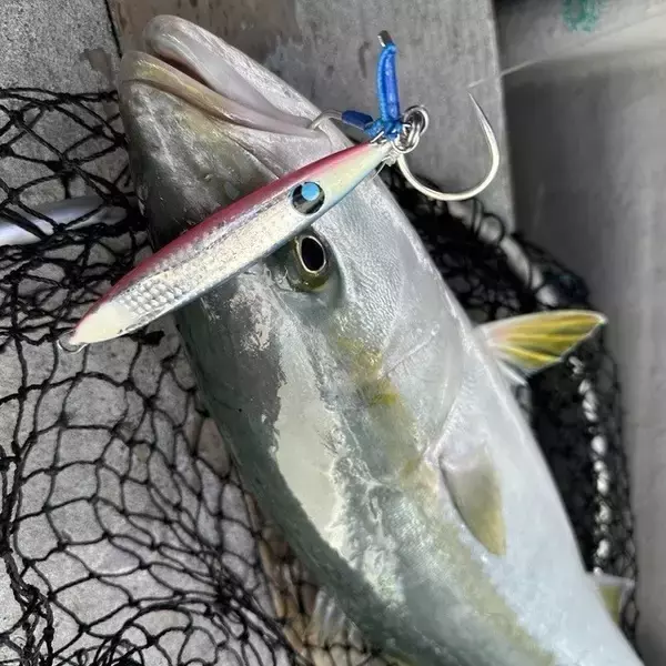 「【釣果速報】和歌山県海虎でメジロGET！！最大75cm！青物との勝負を心ゆくまで楽しみませんか？」の画像