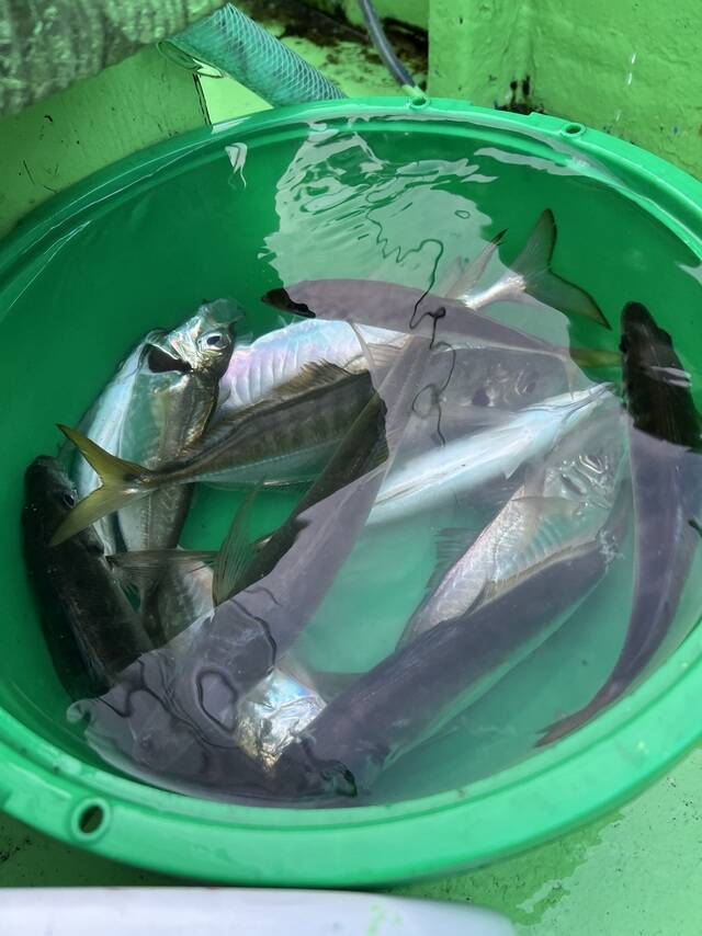 【釣果速報】茨城県第二つれたか丸で最大60cmのマゴチをキャッチ！今すぐ乗船して大物を釣り上げよう！