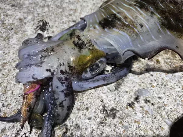 「初冬は良型が数釣れる！？初冬エギングの攻略法をエギング大好きヤマシタスタッフ木原がご紹介！！」の画像