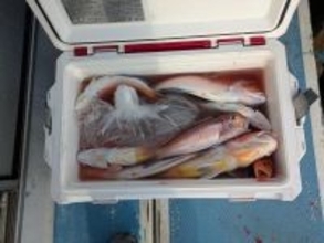 【釣果速報】神奈川県ゆうせい丸で45cmのでっぷりアマダイ確保！高級魚に出会えるチャンスを絶対逃すな！