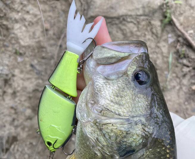 スティーズ アプナスジョイントは2024年新登場のフィネスジョイントベイト！