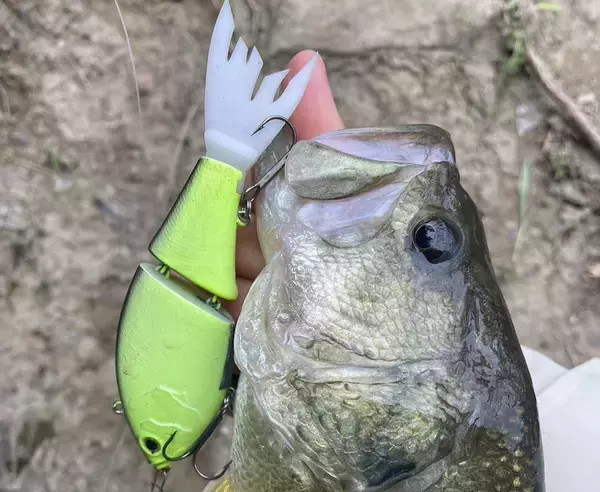 「スティーズ アプナスジョイントは2024年新登場のフィネスジョイントベイト！」の画像