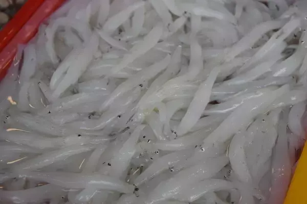 冬になると登場する「ノレソレ」って何！？シラスでもシラウオでもないこの魚の驚きの正体とは！？