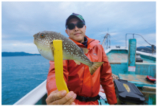 内房フグ釣りの穴場上総湊のヒガンフグ良型交じりで好発進