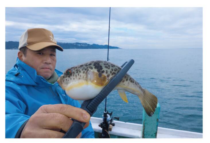 内房フグ釣りの穴場上総湊のヒガンフグ良型交じりで好発進