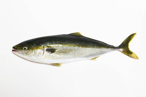 ワラサってどんな魚なの 美味しい食べ方レシピや釣り方をチェック 22年9月27日 エキサイトニュース